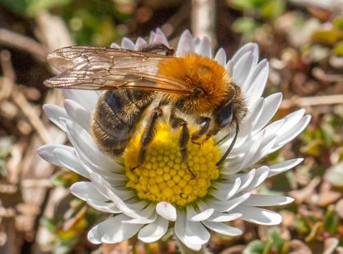 Andrena nitida